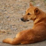 indian dog