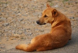 indian dog