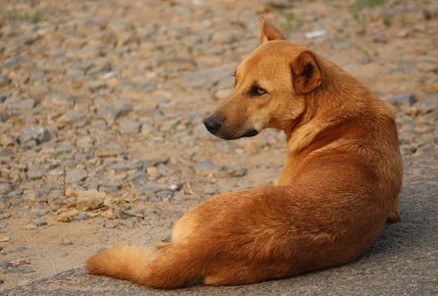 indian dog