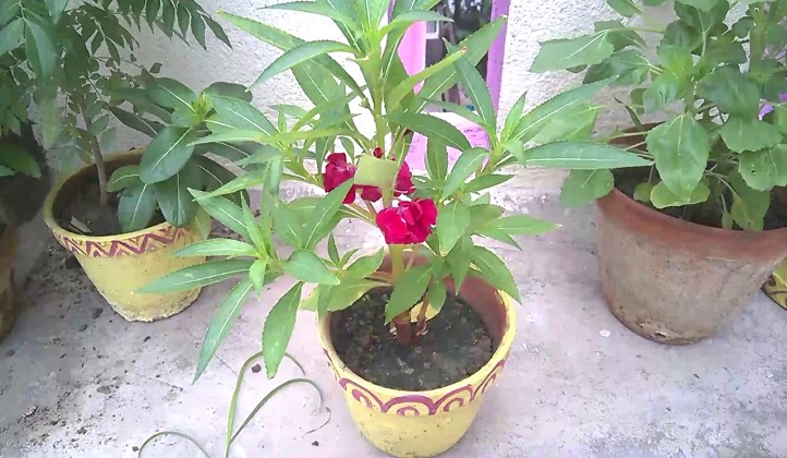 dopati