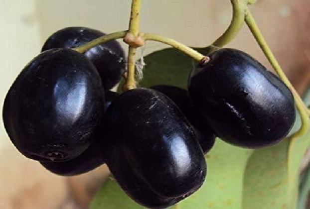 jam fruit