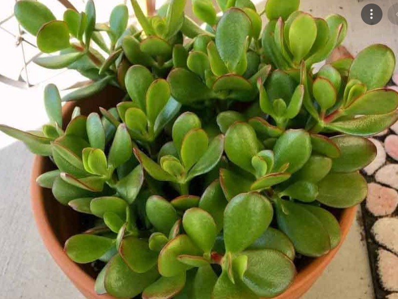 Crassula