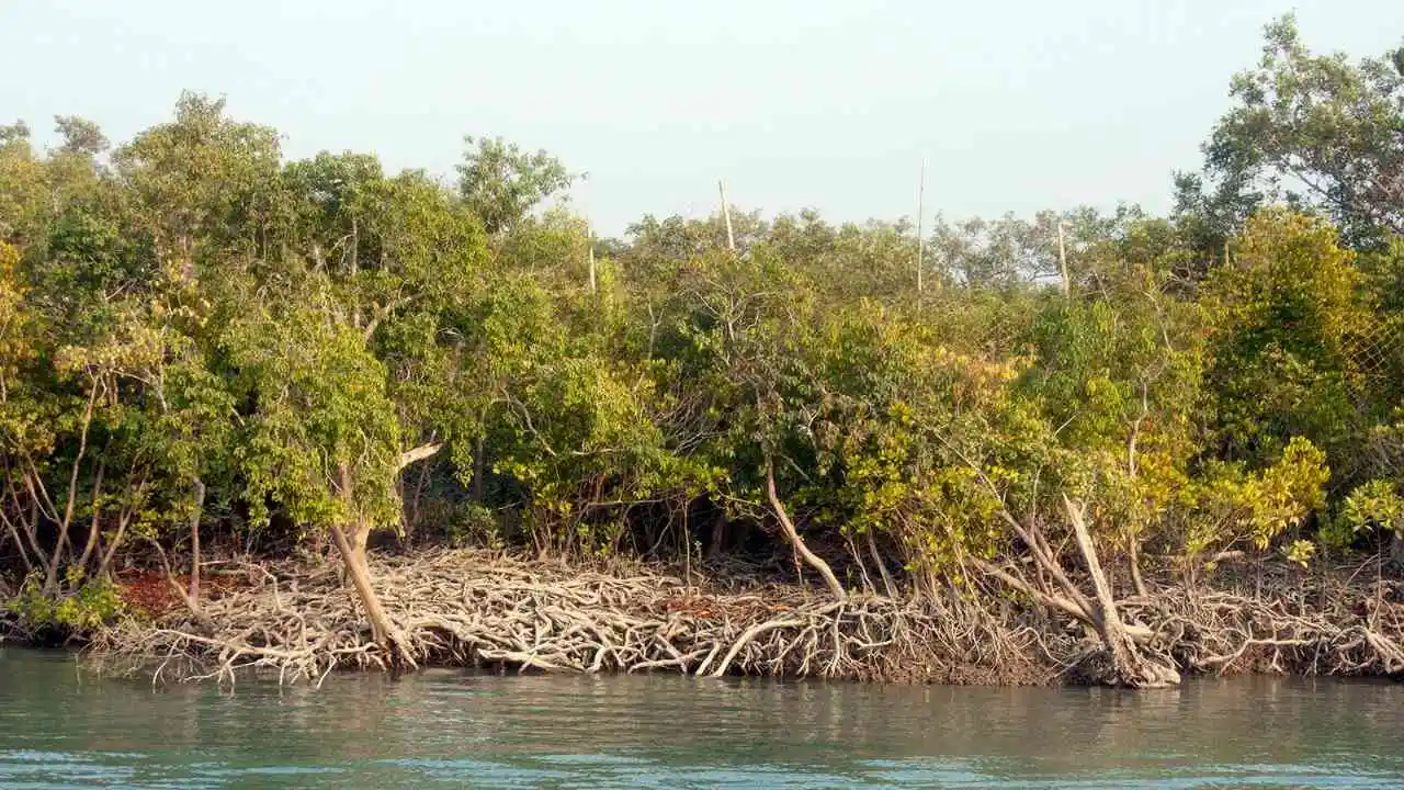 sundarban-mangrove-forest